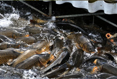 FTK High Carbon Steel Fishing Hooks 12Pcs/Pack Automatic Flip Sharp with ring 6-13# Barbed Fishhook for Carp Fishing Accessories